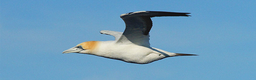 Australasian Gannet