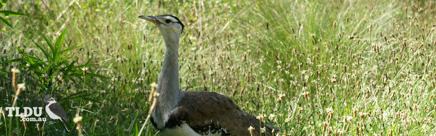 Australian Bustard - The Land Down Under