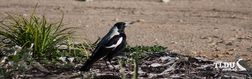 Australian Magpie