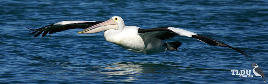 Australian Pelican