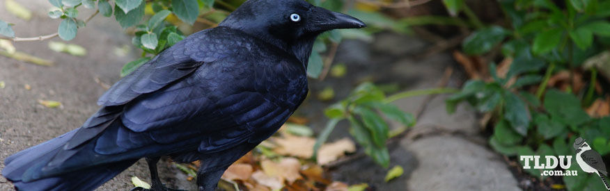 Australian Raven