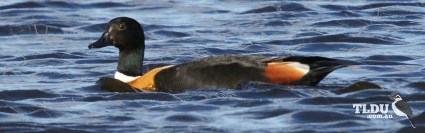 Australian Shelduck