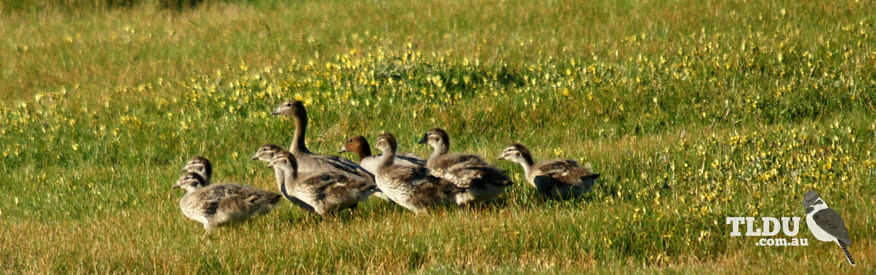 Australian Wood Duck Family