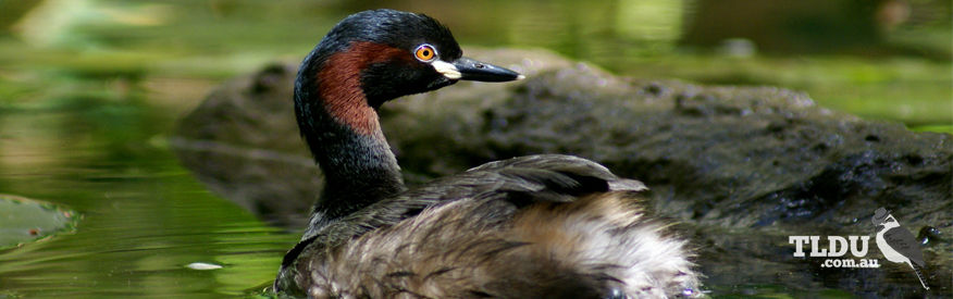 Australiasian Grebe