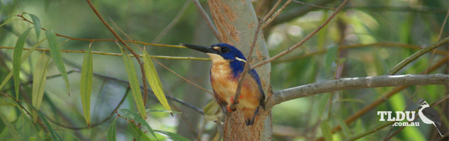 Azure Kingfisher