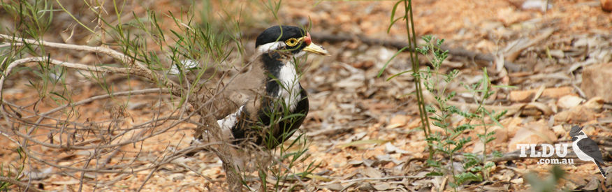 Banded Lapwing