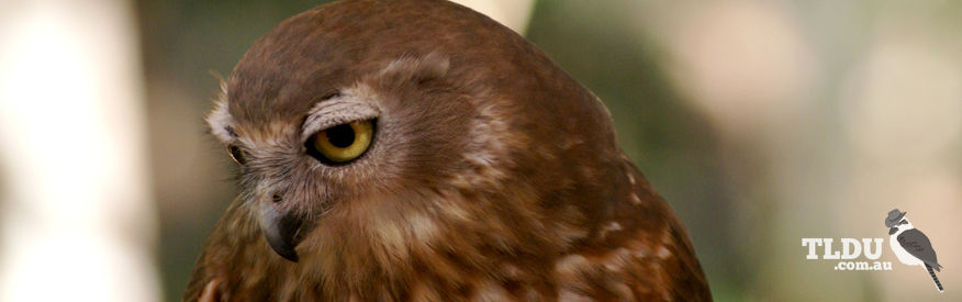 Barking Owl