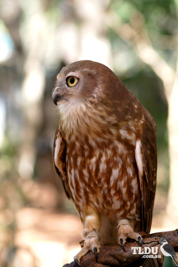 Barking Owl Diet Menu