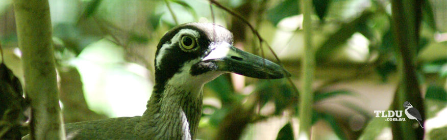 Beach Stone Curlew resting in the cool shade of the green forest above