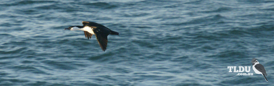 Black Faced Cormorant