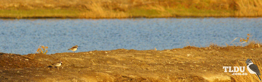 Black Fronted Dotterel