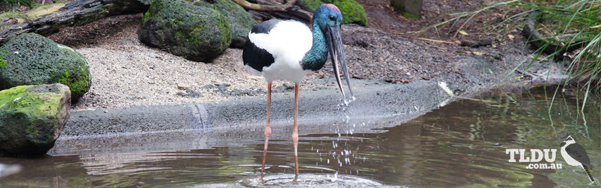 Black Necked Stork   Jabiru