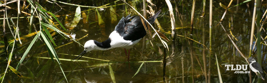 Black winged Stilt