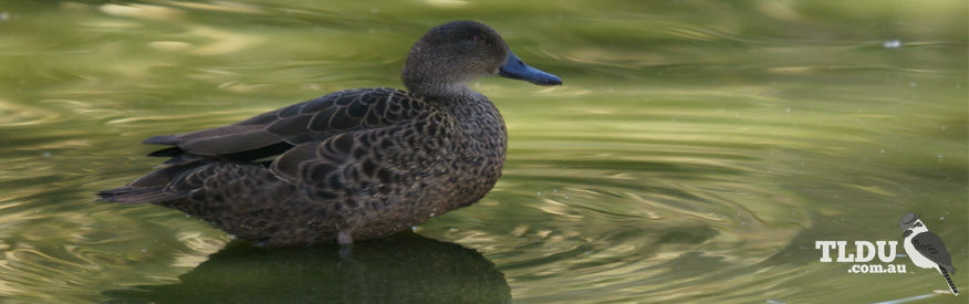 Female Blue Billed Duck