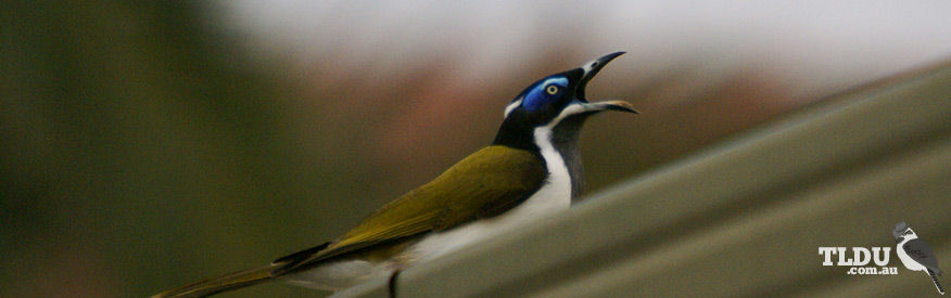 Blue Faced Honeyeater