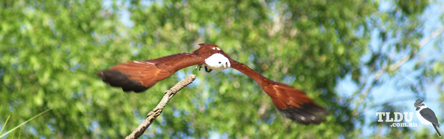 Brahminy Kite