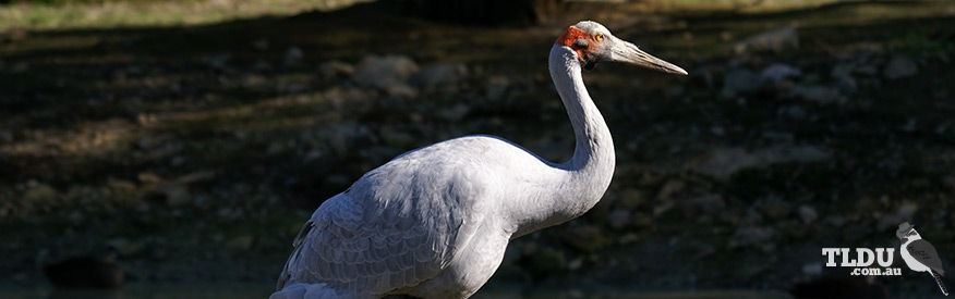 Brolga