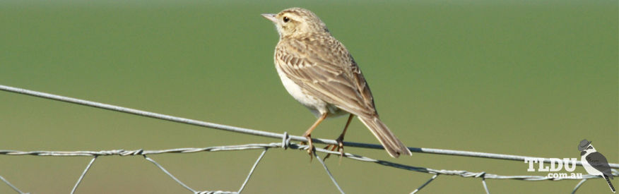 Brown Songlark