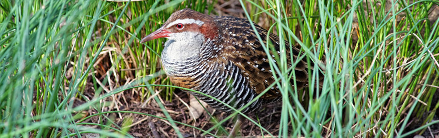 Buff-banded rail - The Land Down Under