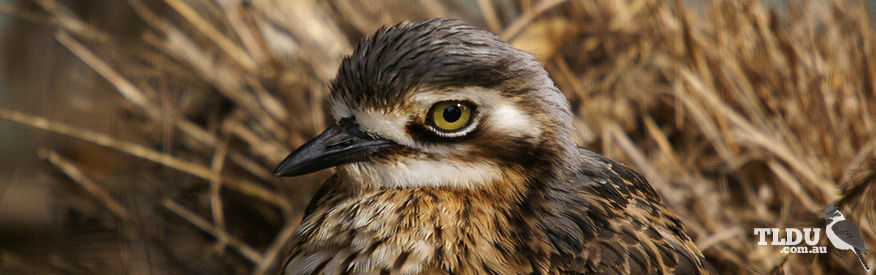 Bush Stone Curlew