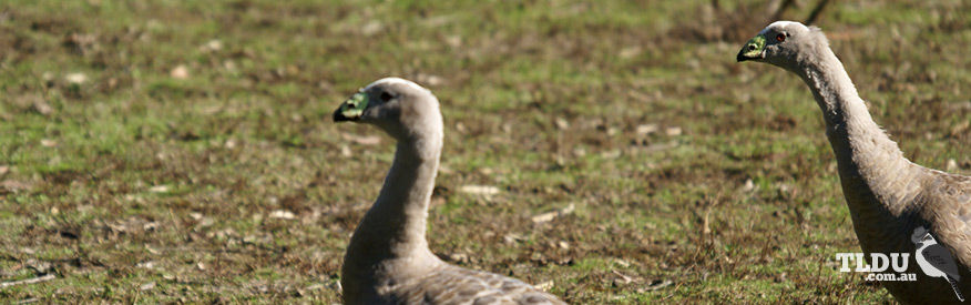 Cape Barren Goose