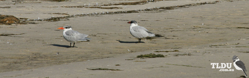 Caspian Tern