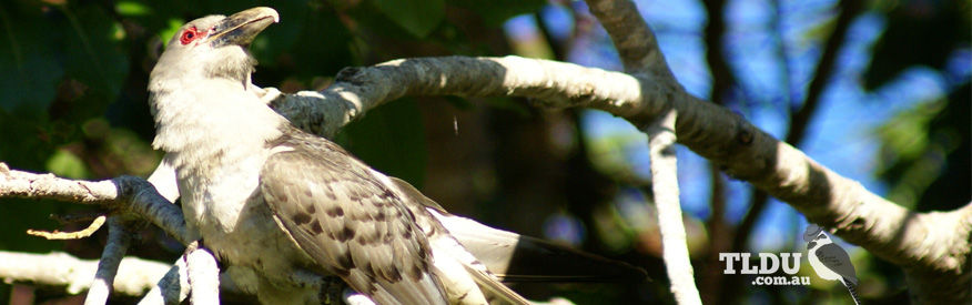 Channel Billed Cuckoo