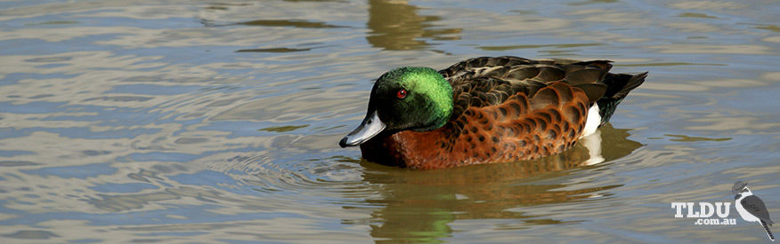 Chestnut Teal