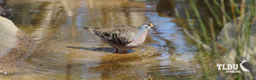 Common Bronzewing