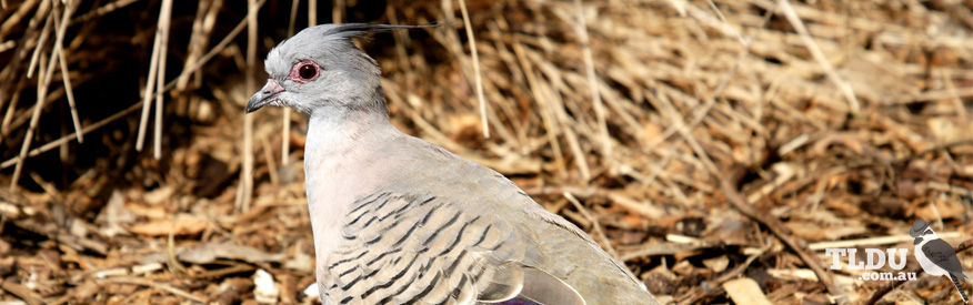 Crested Pigeon