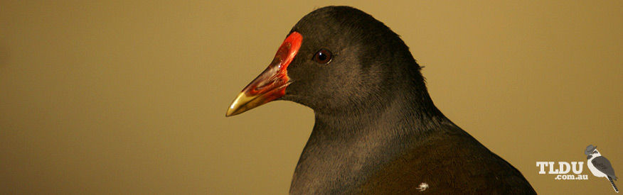 Dusky Moorhen