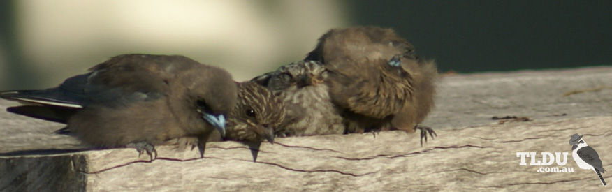 Dusky Woodswallow