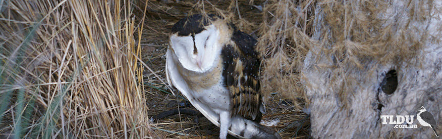 Eastern Grass Owl