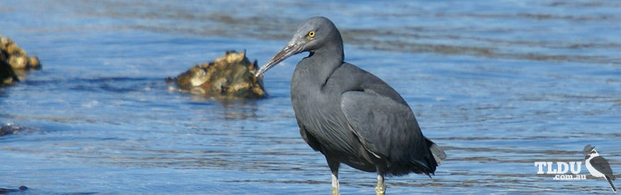 Eastern Reef Egret