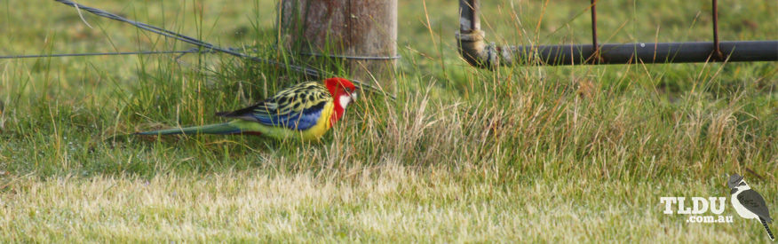 Eastern Rosella