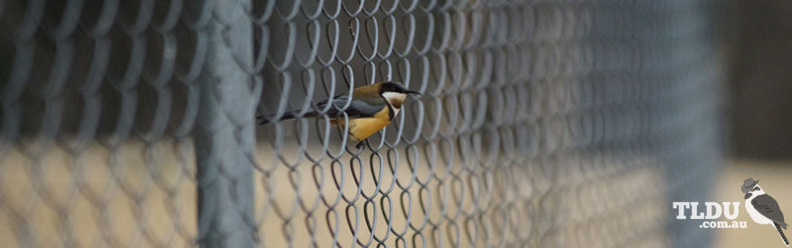 Eastern Spinebill