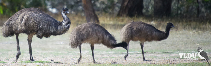 Emu