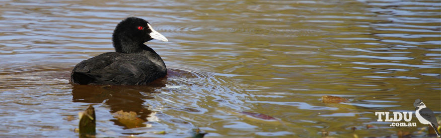 Eurasian Coot