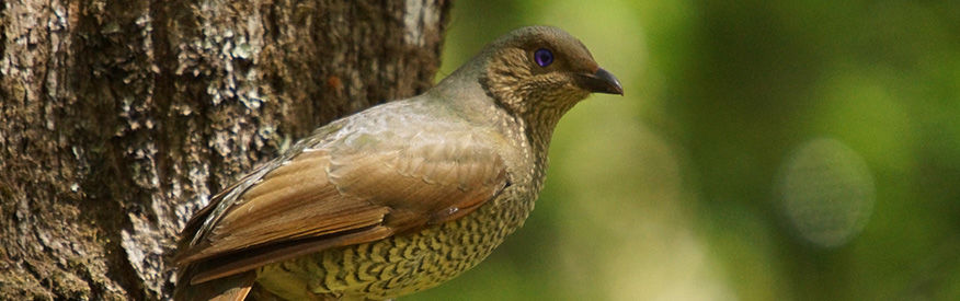 Female Satin Bowerbird