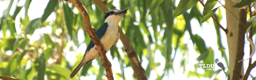 Forest Kingfisher