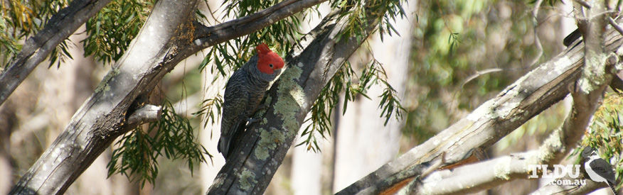 Gang Gang Cockatoo