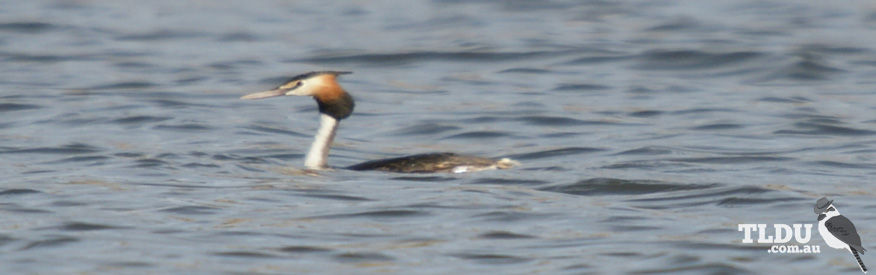 Great Crested Grebe