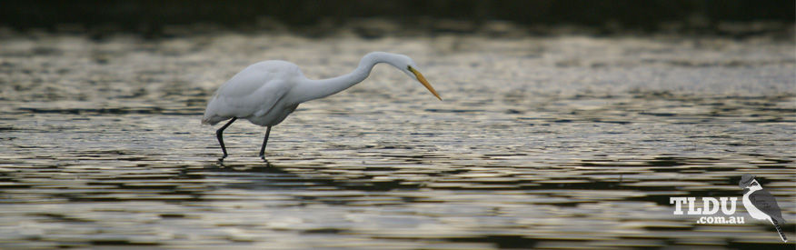 Great Egret