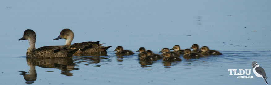 Grey Teal