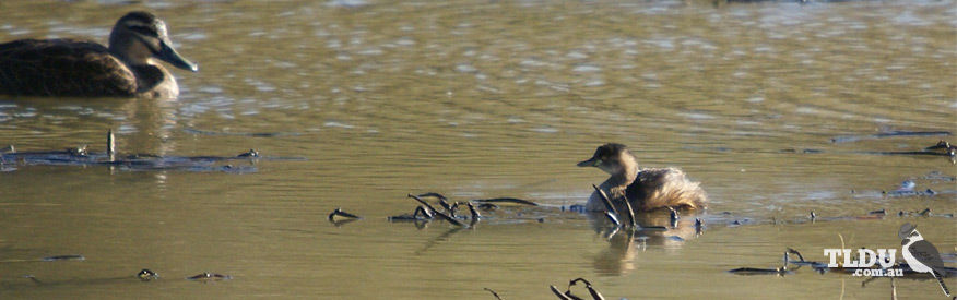 Hoary Headed Grebe