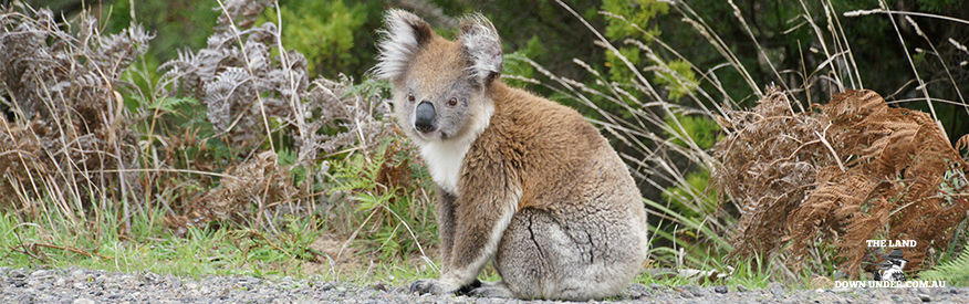 Koala - Ocean Road - The Land Down Under Australia