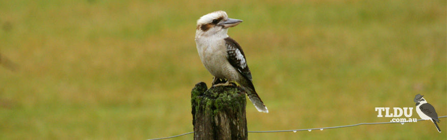 Laughing Kookaburra