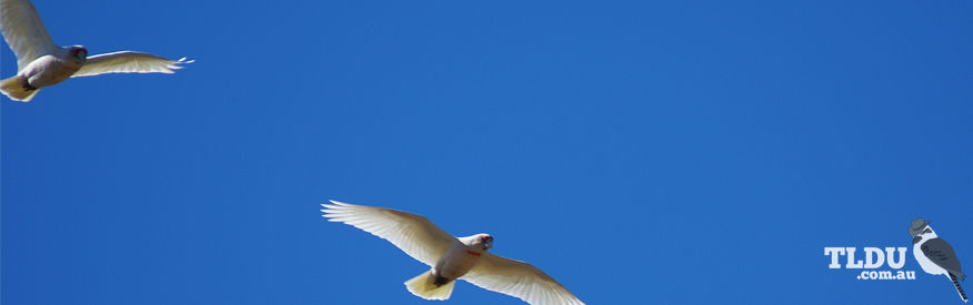 Long billed Corella