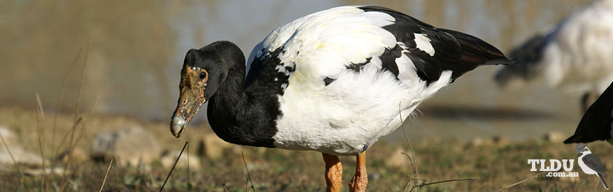 Magpie Goose