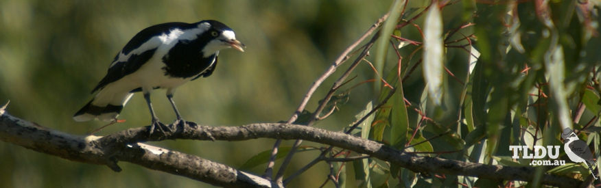 Magpie Lark - The Land Down Under